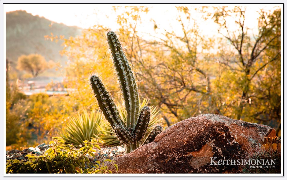 The setting sun highlights this cactus in Wickenburg, Arizona. 