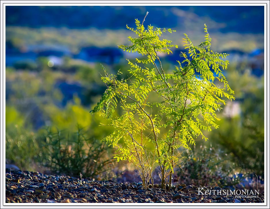 Late day sunlight on this non cactus plant in Wickenburg, Arizona. 