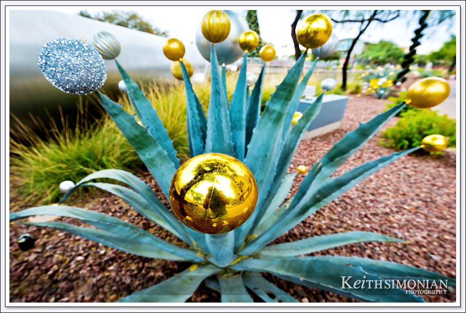 Cactus with Christmas bulbs in Scottsdale, Arizona.