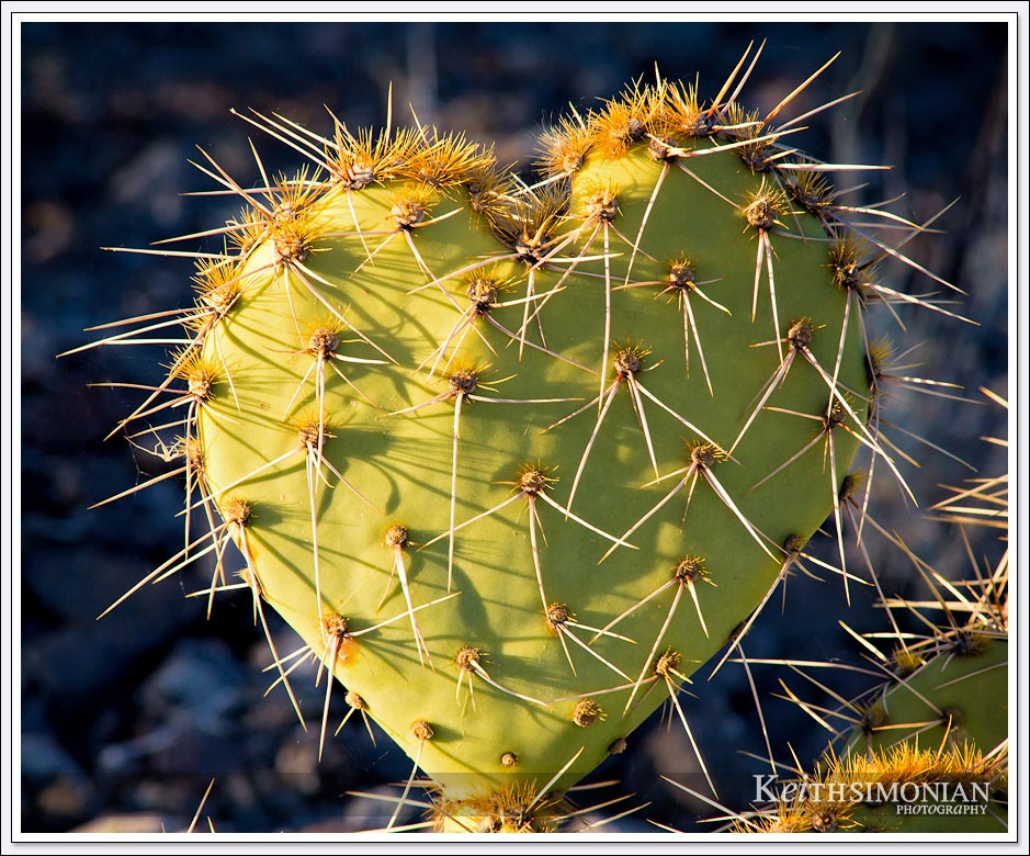 Heart shaped cactus in Wickenburg, Arizona. 