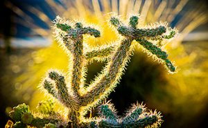 Setting sunlight on Arizona cactus