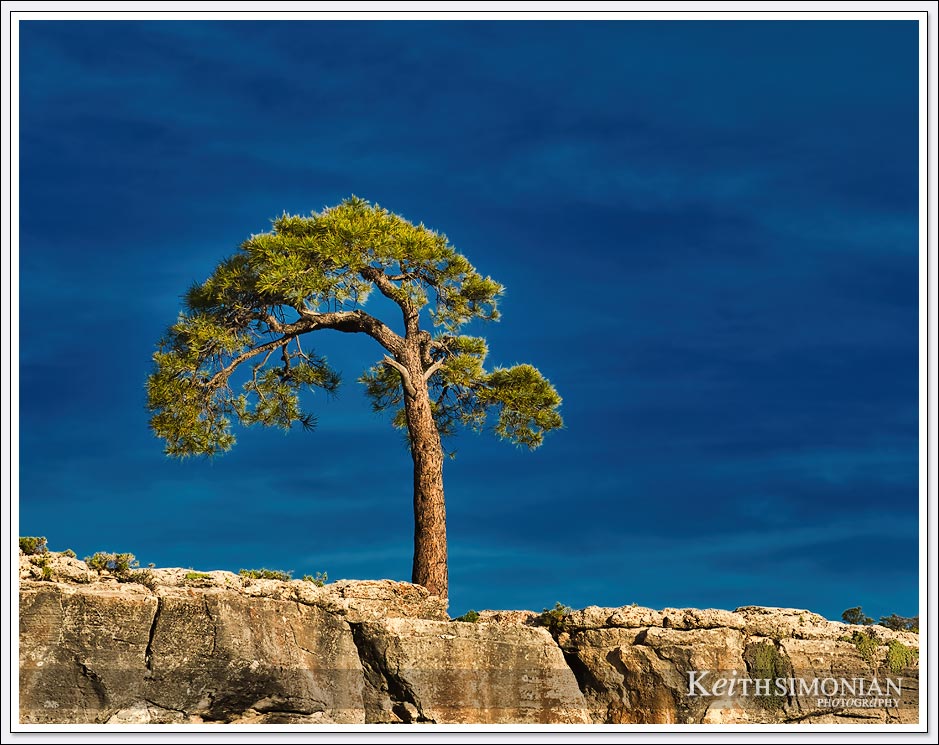 The early morning sunlight strike a lone tree on the South Rim of the Grand Canyon - Arizona
